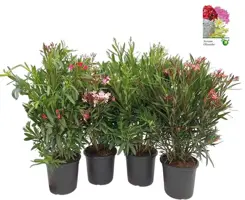 Nerium Oleander (Nerium struik mix) 100cm - afbeelding 1