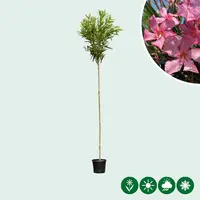 Nerium oleander (Oleander) kopen?
