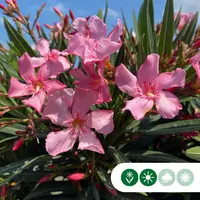 Nerium oleander (Oleander) - afbeelding 3