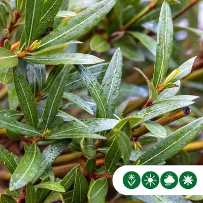 Nerium oleander (Oleander) - afbeelding 4