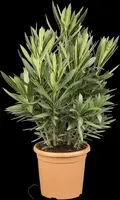 Nerium oleander (Oleander) - afbeelding 7