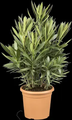 Nerium oleander (Oleander) - afbeelding 8
