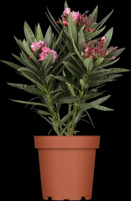 Nerium oleander (Oleander) - afbeelding 3