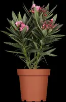 Nerium oleander (Oleander) - afbeelding 3