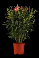 Nerium oleander (Oleander) - afbeelding 2