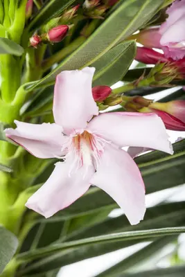 Nerium oleander (Oleander) - afbeelding 5