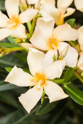 Nerium oleander (Oleander) - afbeelding 18