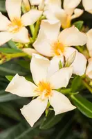 Nerium oleander (Oleander) - afbeelding 18