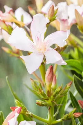 Nerium oleander (Oleander) - afbeelding 19