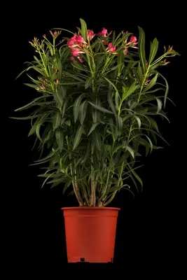 Nerium oleander (Oleander) - afbeelding 2