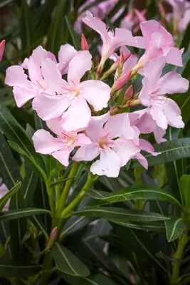 Nerium oleander (Oleander) - afbeelding 3