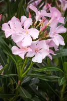 Nerium oleander (Oleander) - afbeelding 3