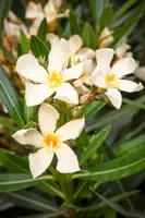 Nerium oleander (Oleander) - afbeelding 25