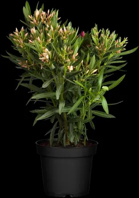 Nerium oleander (Oleander) - afbeelding 7