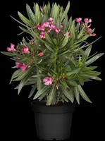 Nerium oleander (Oleander) - afbeelding 16
