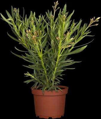Nerium oleander (Oleander) - afbeelding 28