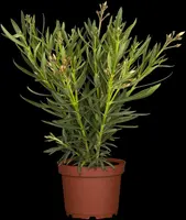 Nerium oleander (Oleander) - afbeelding 29