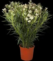 Nerium oleander (Oleander) - afbeelding 17