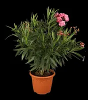 Nerium oleander (Oleander) - afbeelding 1