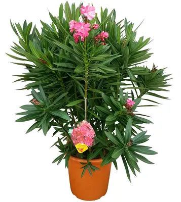 Nerium oleander (Oleander) - afbeelding 1