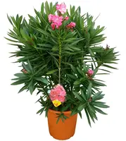 Nerium oleander (Oleander) kopen?