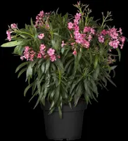 Nerium oleander (Oleander) - afbeelding 8
