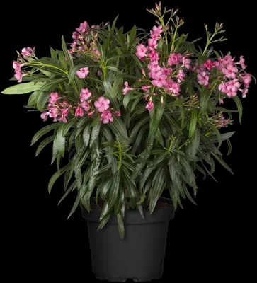 Nerium oleander (Oleander) - afbeelding 9