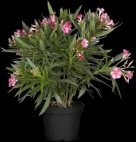 Nerium oleander (Oleander) - afbeelding 15