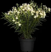 Nerium oleander (Oleander) - afbeelding 15