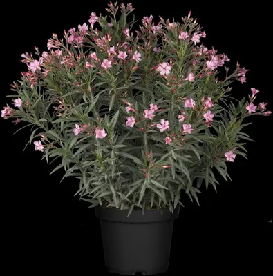 Nerium oleander (Oleander) - afbeelding 10