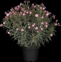 Nerium oleander (Oleander) - afbeelding 10