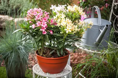 Nerium oleander (Oleander) - afbeelding 23