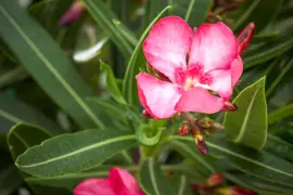 Nerium oleander (Oleander) - afbeelding 25