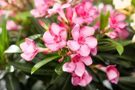 Nerium oleander (Oleander) - afbeelding 2