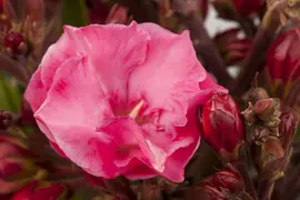 Nerium oleander (Oleander) - afbeelding 5