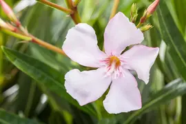 Nerium oleander (Oleander) - afbeelding 22