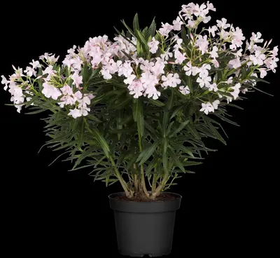 Nerium oleander (Oleander) - afbeelding 12