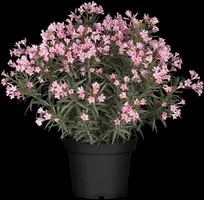 Nerium oleander (Oleander) - afbeelding 11