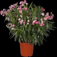 Nerium oleander (Oleander) - afbeelding 13