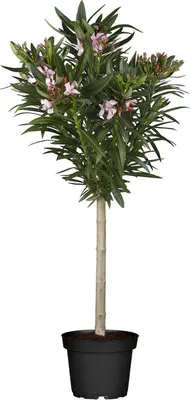 Nerium oleander (Oleander) - afbeelding 1