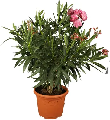 Nerium oleander (Oleander) - afbeelding 1
