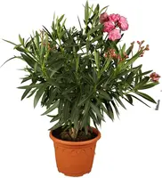 Nerium oleander (Oleander) kopen?