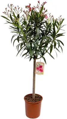 Nerium oleander op stam p22 h100cm - afbeelding 1