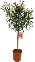 Nerium oleander op stam p22 h100cm - afbeelding 1