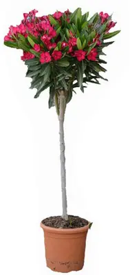 Nerium oleander stam 80 cm - afbeelding 1