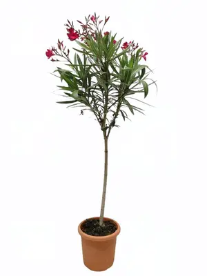 Nerium oleander stam 80 cm - afbeelding 2