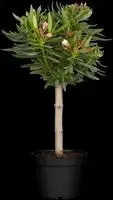 Nerium oleander, Stamm (Oleander) - afbeelding 2