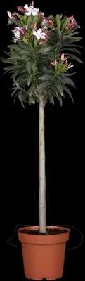 Nerium oleander, Stamm (Oleander) - afbeelding 1