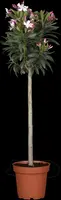 Nerium oleander, Stamm (Oleander) kopen?