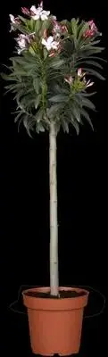 Nerium oleander, Stamm (Oleander) - afbeelding 1